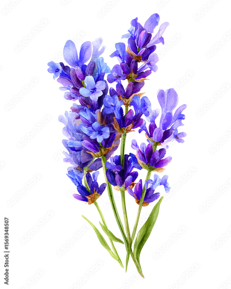 Watercolor lavender flower. Botanical illustration isolated on transparent background with summer violet, blue flowers for wedding invitations, greeting cards Watercolor lavender flower. Botanical illustration isolated on transparent background with summer violet, blue flowers for wedding invitations, greeting cards