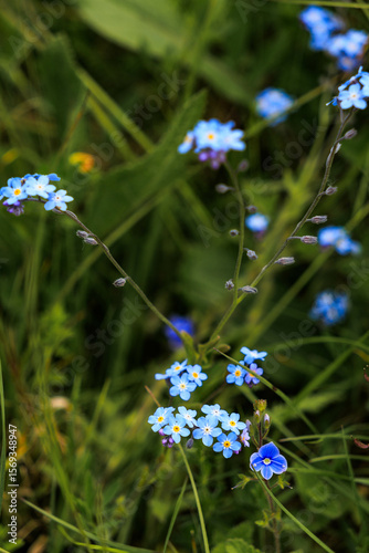 forget me not flower