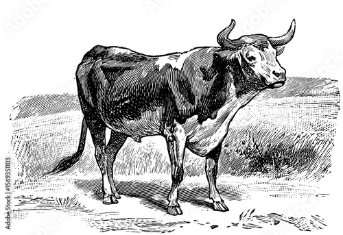 Vintage Farm Animals clipart, farmyard animal Illustrations, clipart for farmers, farm line drawings