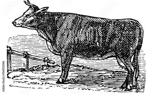 Vintage Farm Animals clipart, farmyard animal Illustrations, clipart for farmers, farm line drawings
