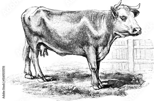 Vintage Farm Animals clipart, farmyard animal Illustrations, clipart for farmers, farm line drawings