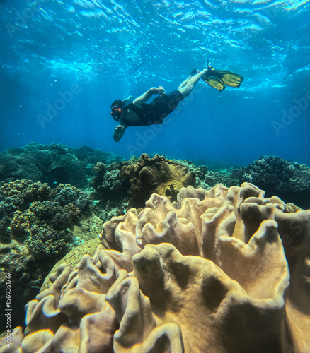 A man snorkeling and navigating through intricate coral reef structures, focus on a massive Mushroom leather corals or Sarcophyton glaucum formations in Apo Island in Dauin Negros Oriental Philippines