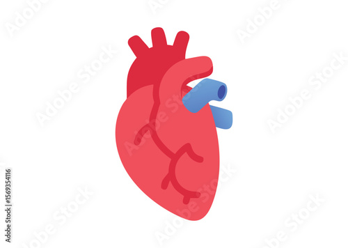 Anatomical Heart Vector, Anatomical Heart Icon Illustration