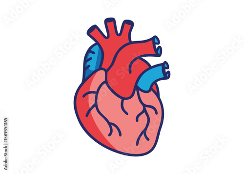 Anatomical Heart Vector, Anatomical Heart Icon Illustration