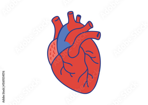 Anatomical Heart Vector, Anatomical Heart Icon Illustration