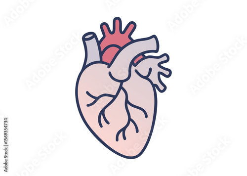Anatomical Heart Vector, Anatomical Heart Icon Illustration