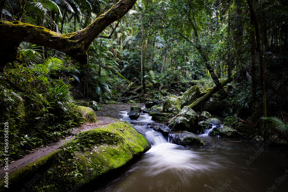 Fototapeta premium Gondwana Rainforest of Border Ranges