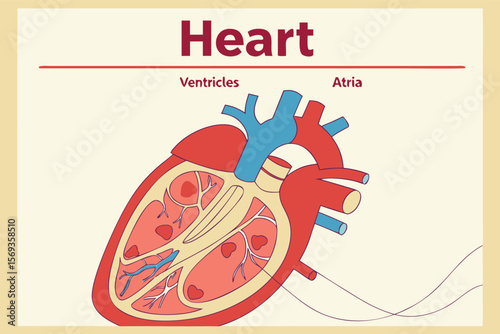 Cross section of the heart