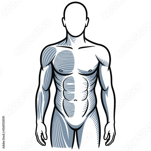 human body anatomy