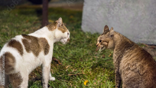 Canvas Print Two cats fighting and standing side by side on a green grass
