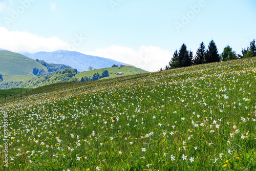 field of flowers in mountain