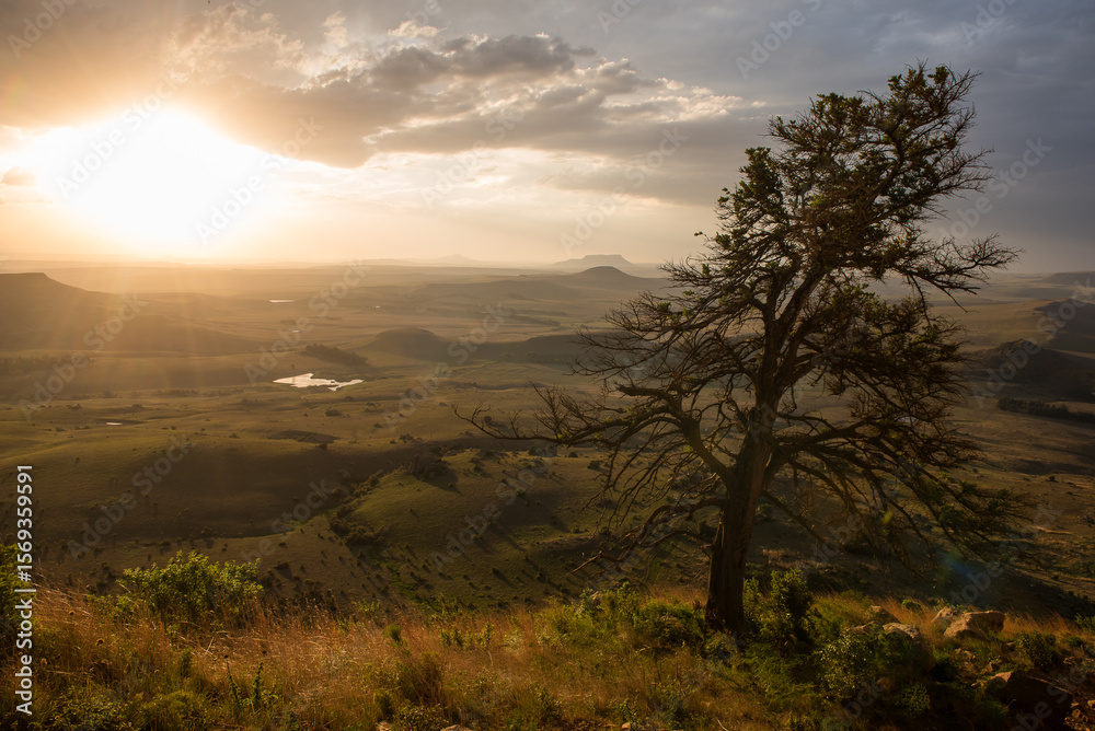 A landscape image with a yellow wood tree on a hill looking down on valley below A landscape image with a yellow wood tree on a hill looking down on valley below