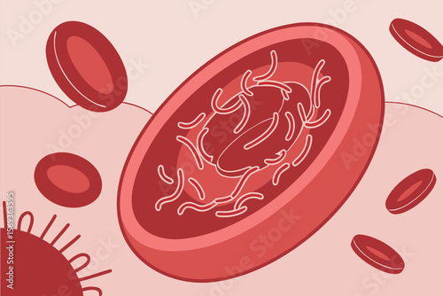 Blood cell close up