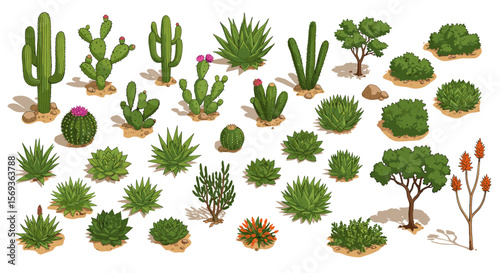 Desert plants collection vector illustration: cactus, succulents, and bushes for nature design and decor