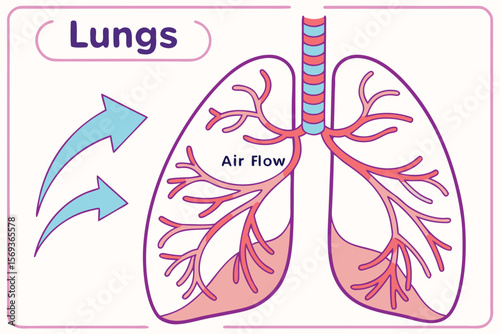 A Detailed Diagram of Airflow Through the Lungs and Oxygen–Carbon Dioxide Exchange in the Alveoli"