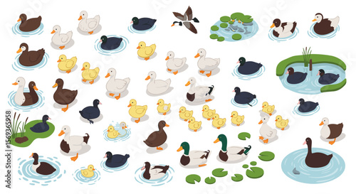 Diverse collection of ducks and ducklings in water scenes vector illustration