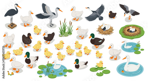 Collection of waterfowl and bird family vector illustration for nature and wildlife enthusiasts