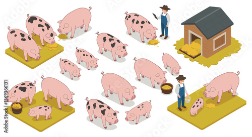 Isometric farm scene vector illustration with pigs and farmer for educational and design use