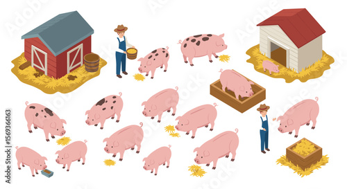 Isometric illustration of pig farm scene with farmer and pigs for educational design and agriculture print