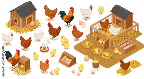 Isometric farm scene with chickens and henhouse vector illustration for agricultural design