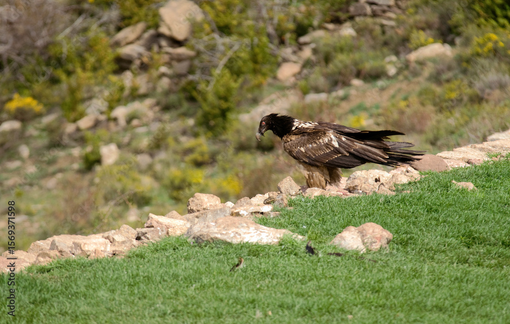 Obraz premium Gypaète barbu, Gypaetus barbatus, Bearded Vulture, Pyrénées