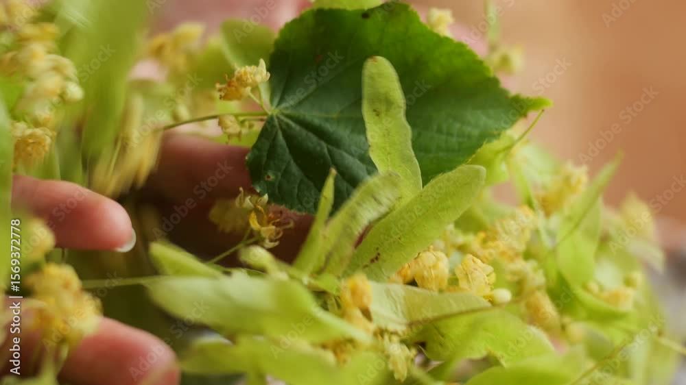 Fresh linden leaf and blossom – herbal tea focus; Hand showing linden flower with leaf up close Fresh linden leaf and blossom – herbal tea focus; Hand showing linden flower with leaf up close