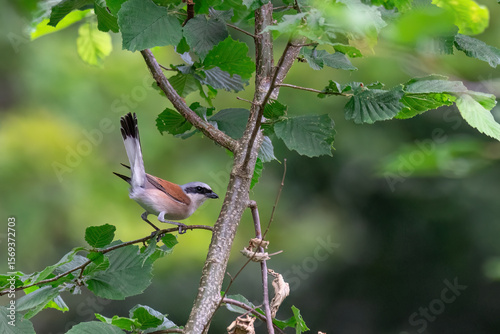 Neuntöter - Rotrückenwürger im Wald 