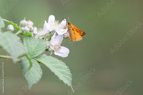 Dickkopffalter Macro an einer Blume