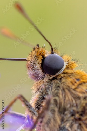 Dickkopffalter Macro an einer Blume