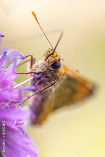 Dickkopffalter Macro an einer Blume