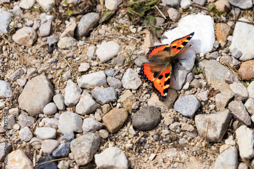 Orange Butterfly on Gravel Path in Sunlight
