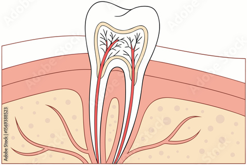 "Inside the Tooth: A Detailed Visualization of Enamel, Dentin, Pulp, and Nerve Pathways"