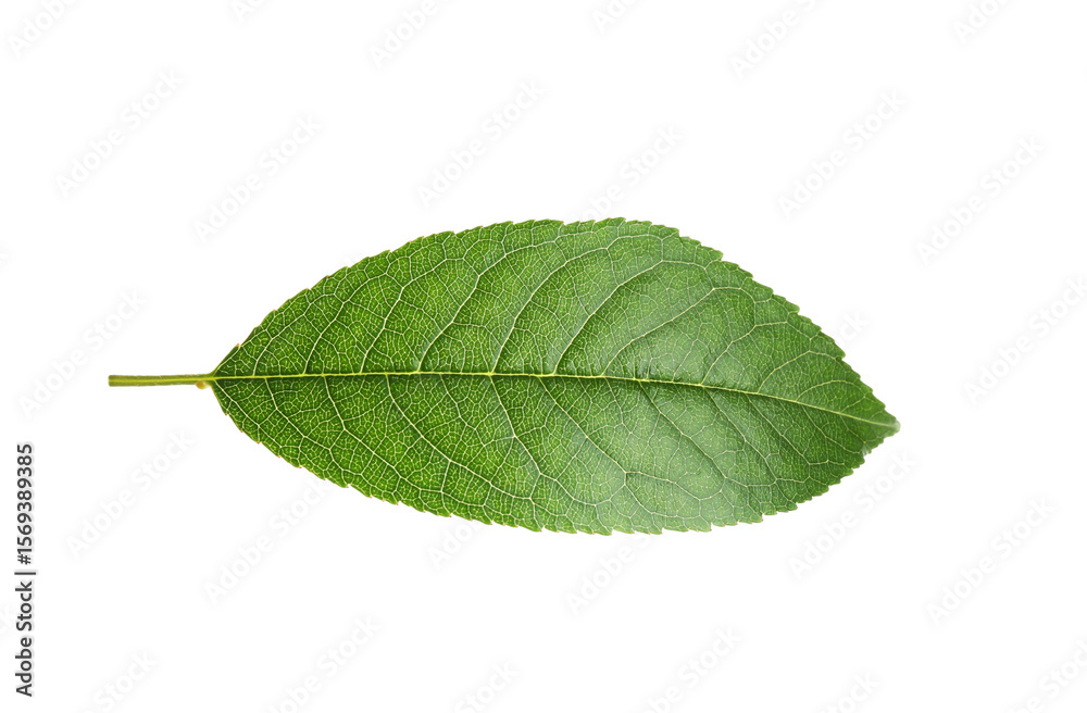 Fototapeta premium One cherry tree leaf isolated on white