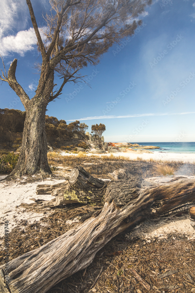 tree on fire next to beach tree on fire next to beach