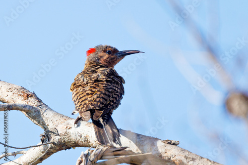 Bilde på lerret A northern flicker (Colaptes auratus) sticking out its tongue at Lake June-in-Wi