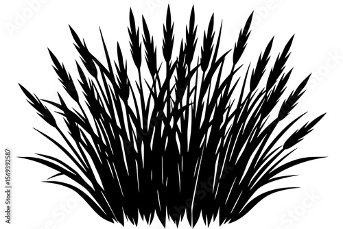 grass silhouette isolated on white