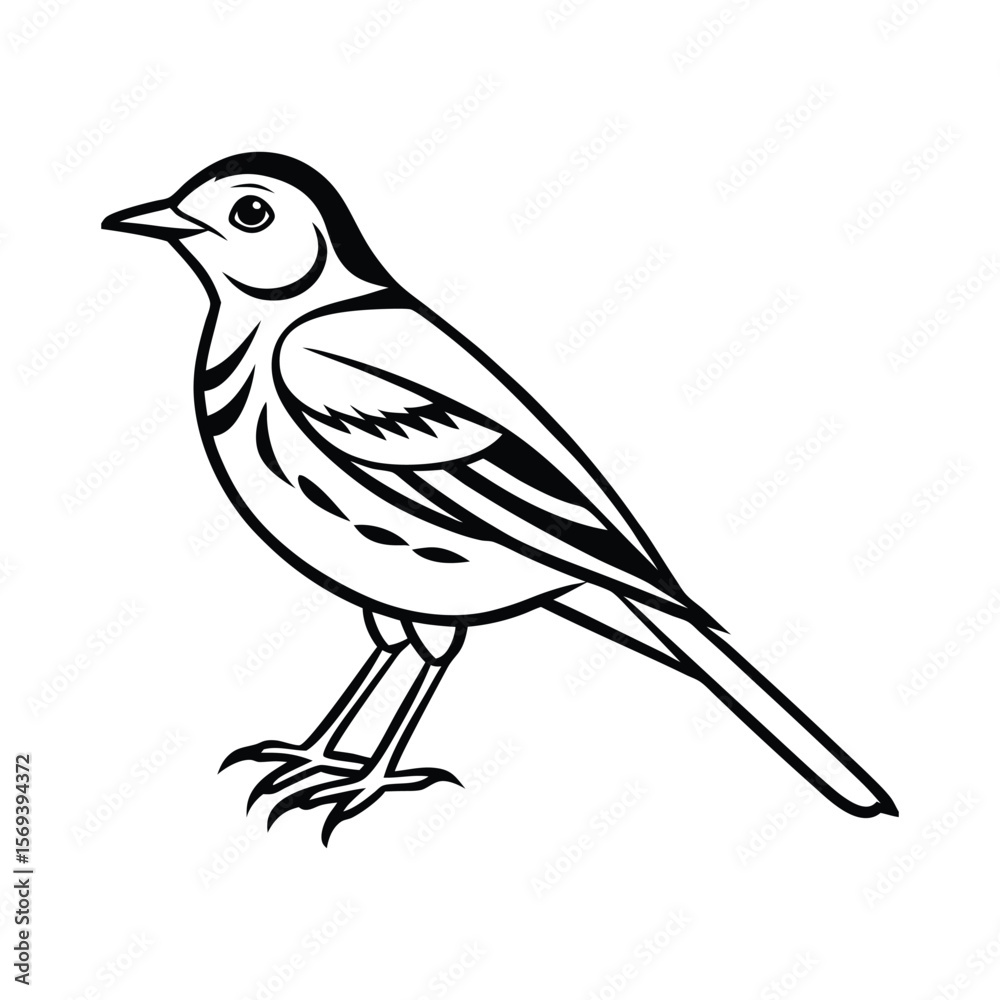 Fototapeta premium A pipit bird line art vector illustration.