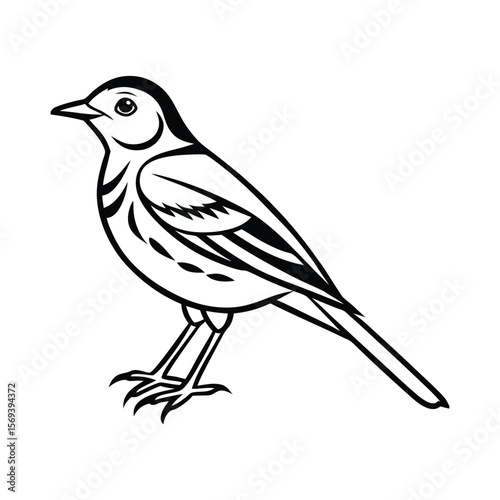 A pipit bird line art vector illustration.