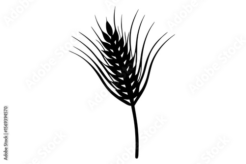 wheat ears isolated on white