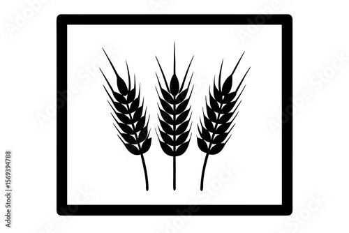 wheat isolated on white background