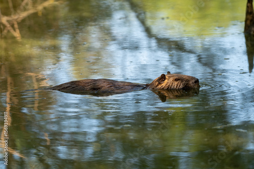 A european beaver (Castor fiber) glides through calm waters of a pond, reflecting the sunlight and surrounding trees. Its detailed fur and whiskers are visible as it moves gracefully.