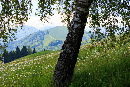 Spring Bloom of Wild Narcissus in the Alpine Meadows of Mel, Belluno 