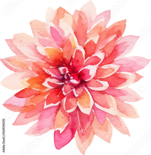 Watercolor painted dahlia flower. Hand drawn design element isolated on white background.