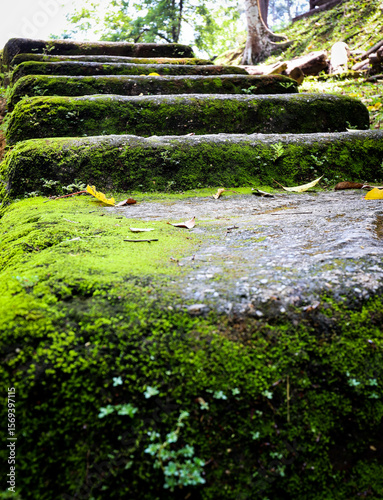 stone staircase cover by moss in rain forest park