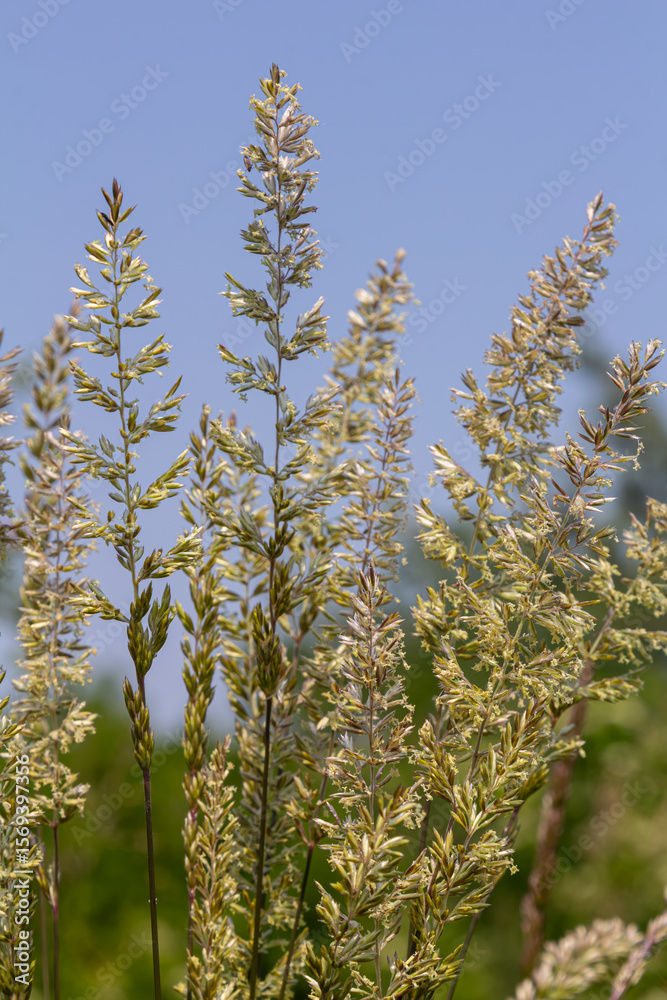 Naklejka premium Bushgrass in full bloom under clear blue skies showcasing delicate flower spikes in a serene meadow setting during late spring