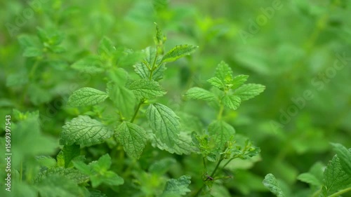 Wallpaper Mural Discover the calming essence of fresh lemon balm leaves in this captivating footage. Ideal for brewing soothing teas, these vibrant herbs highlight the benefits of natural remedies and relaxation Torontodigital.ca