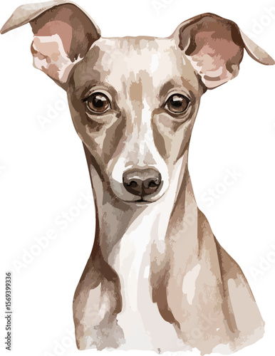 Watercolor portrait of gray Italian greyhound character head isolated on white background. Hand drawn illustration sketch vector