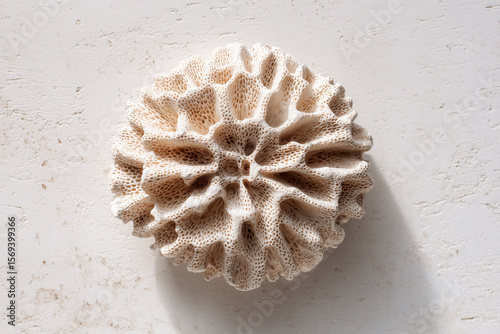 Close-up of dried coral texture in soft ivory tones, abstract macro pattern