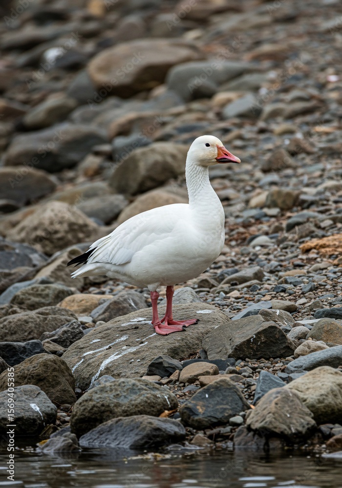 Fototapeta premium 白鳥優雅に立つ石浜風景 静かに佇む鳥
