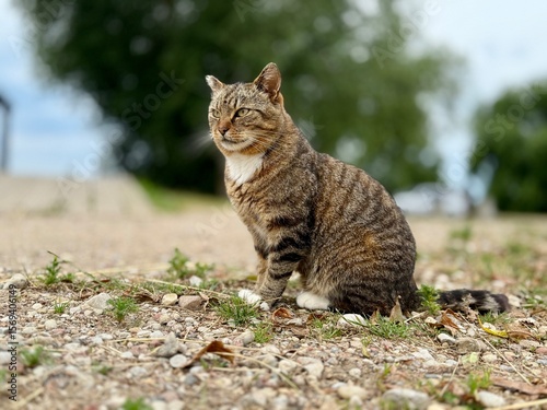 Wallpaper Mural Tabby cat with white paws sitting calmly on a gravel path, surrounded by nature. Soft summer light and a blurred background create a peaceful countryside scene. Torontodigital.ca